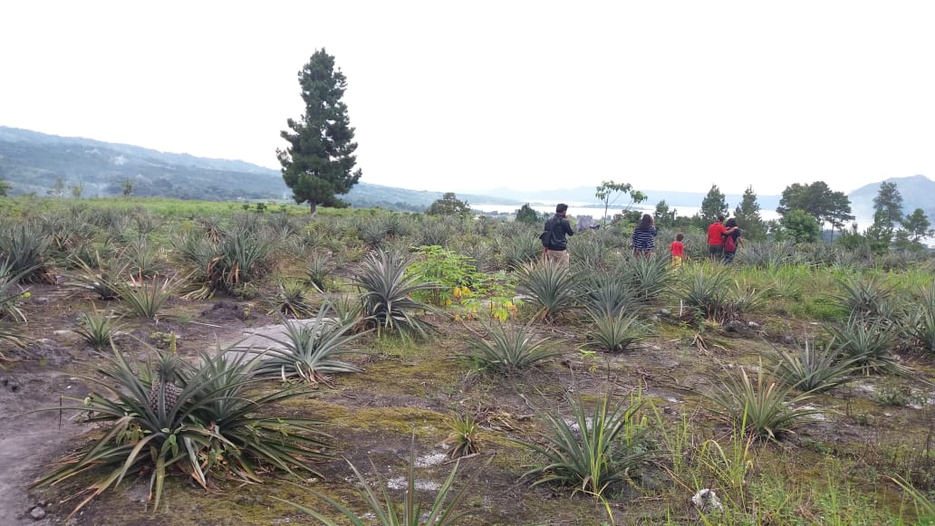 Solusi Palsu Perubahan Iklim