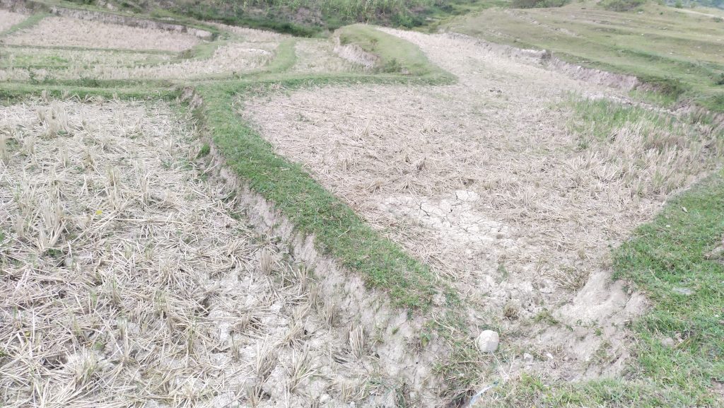 Gambar: Sawah kekeringan dimusim kemarau pada tanggal 3 agustus 2022 di desa Salaon - Toba. dok. ksppm2022