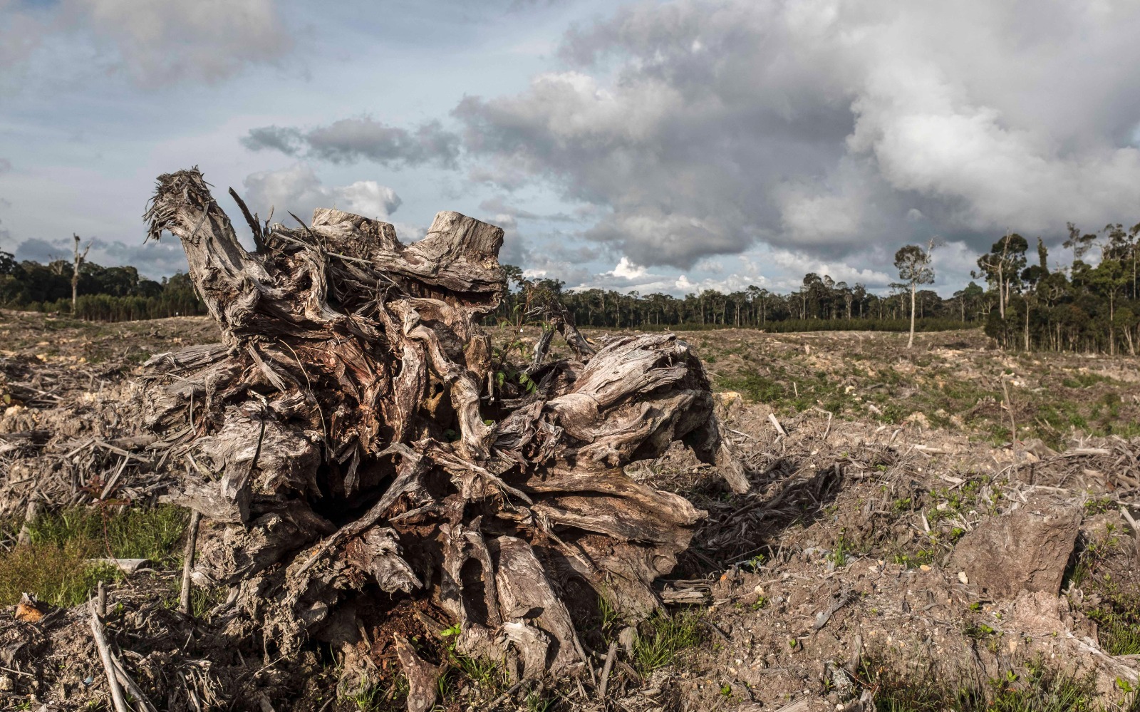 Perjuangan Masyarakat Adat: Hak Atas Tanah Sekaligus Aksi Nyata Mitigasi Perubahan Iklim