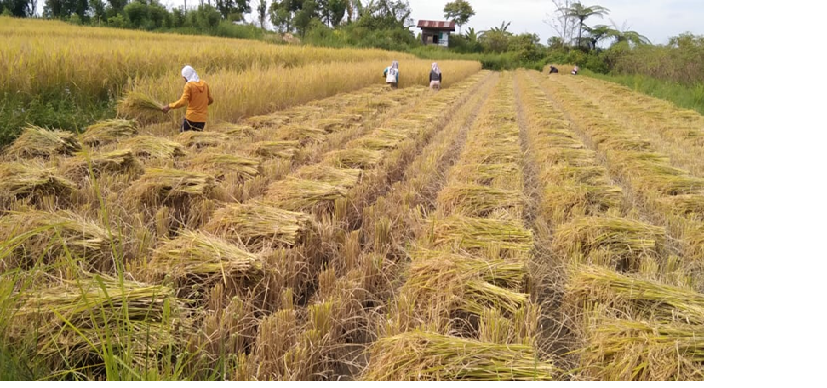 Proses pemanenan padi di sawah Pak Servis