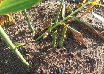 Tindakan PT TPL di Wilayah Adat Natinggir