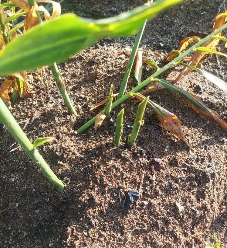 Tindakan PT TPL di Wilayah Adat Natinggir