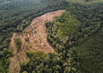 Pencabutan Izin TPL dan Arah Reforma Agraria di Tano Batak