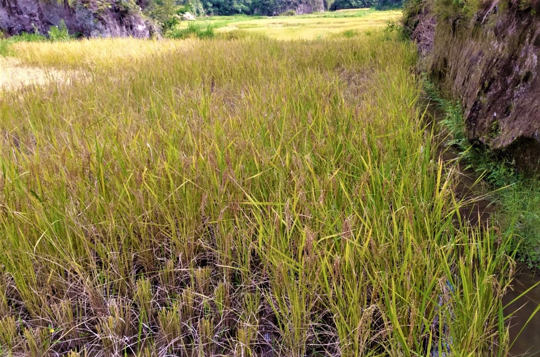 Gotilon Eme (Rice Harvesting Period)