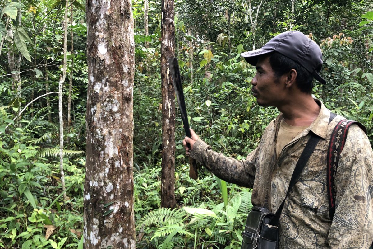 Kemenyan berada dalam hutan adat di Tano Batak. Kala hutan adat terancam beralih ke berbagai kepentingan, sumber hidup masyarakat adat pun terganggu. Foto: Barita N. Lumbanbatu/ Mongabay Indonesia