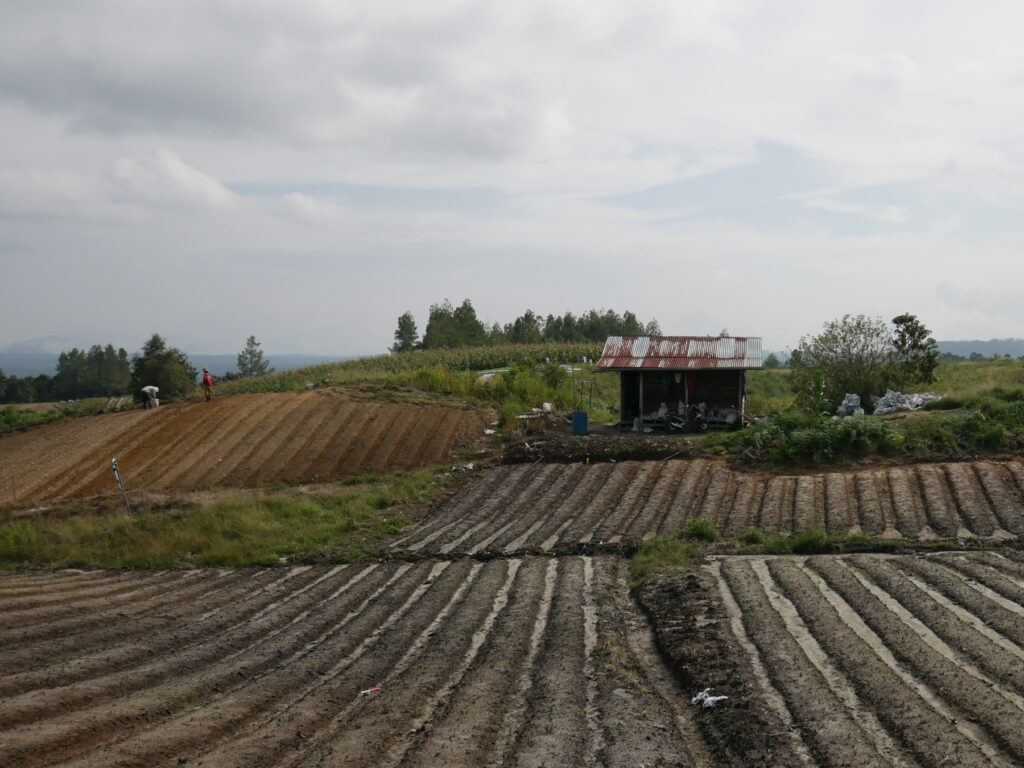 Area Food Estate Siria Ria 1